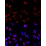 Immunofluorescence - Anti-PSMB1 Antibody (A12934) - Antibodies.com