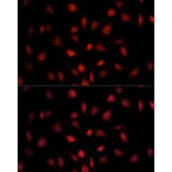 Immunofluorescence - Anti-PSMB1 Antibody (A12934) - Antibodies.com