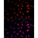 Immunofluorescence - Anti-PSMB1 Antibody (A12934) - Antibodies.com