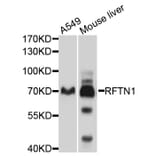 Western Blot - Anti-RFTN1 Antibody (A10430) - Antibodies.com