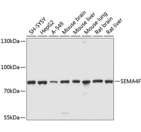 Western Blot - Anti-SEMA4F Antibody (A12936) - Antibodies.com