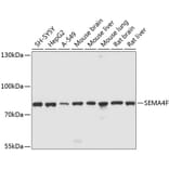 Western Blot - Anti-SEMA4F Antibody (A12936) - Antibodies.com