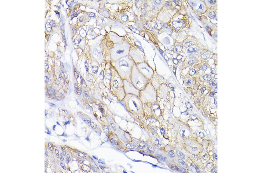 Immunohistochemistry - Anti-SEMA4F Antibody (A12936) - Antibodies.com