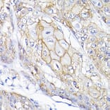 Immunohistochemistry - Anti-SEMA4F Antibody (A12936) - Antibodies.com