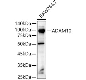 Western Blot - Anti-ADAM10 Antibody (A12938) - Antibodies.com