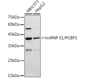 Western Blot - Anti-PCBP1 Antibody (A12939) - Antibodies.com