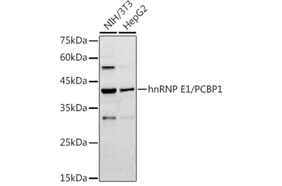 Western Blot - Anti-PCBP1 Antibody (A12939) - Antibodies.com