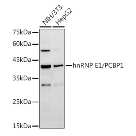 Western Blot - Anti-PCBP1 Antibody (A12939) - Antibodies.com