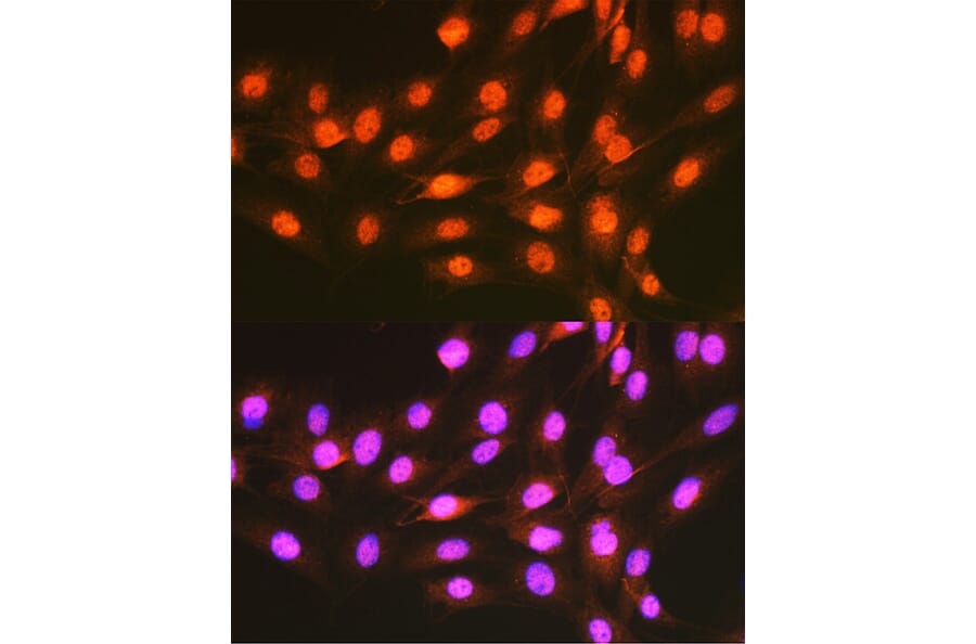 Immunofluorescence - Anti-PCBP1 Antibody (A12939) - Antibodies.com