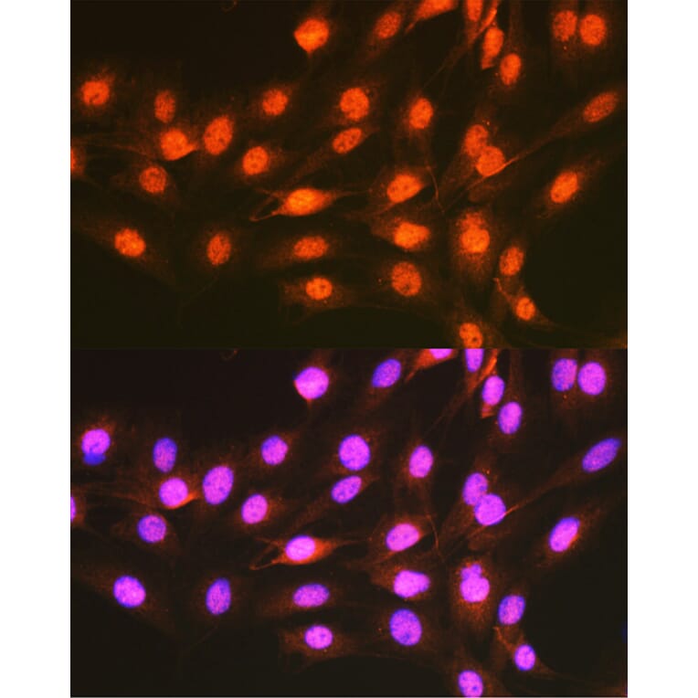 Immunofluorescence - Anti-PCBP1 Antibody (A12939) - Antibodies.com