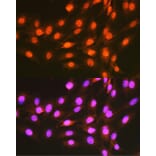 Immunofluorescence - Anti-PCBP1 Antibody (A12939) - Antibodies.com