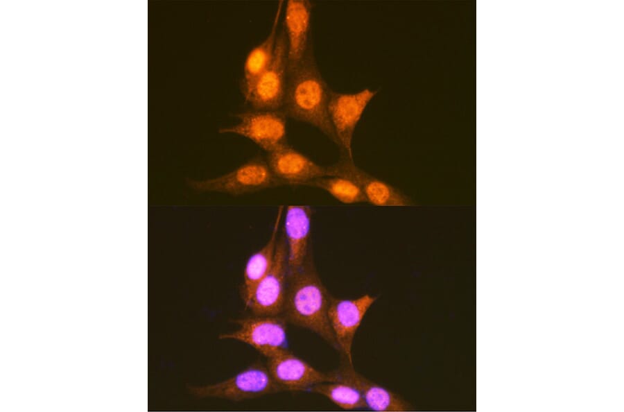 Immunofluorescence - Anti-PCBP1 Antibody (A12939) - Antibodies.com