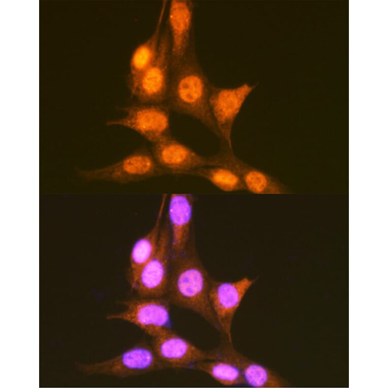 Immunofluorescence - Anti-PCBP1 Antibody (A12939) - Antibodies.com