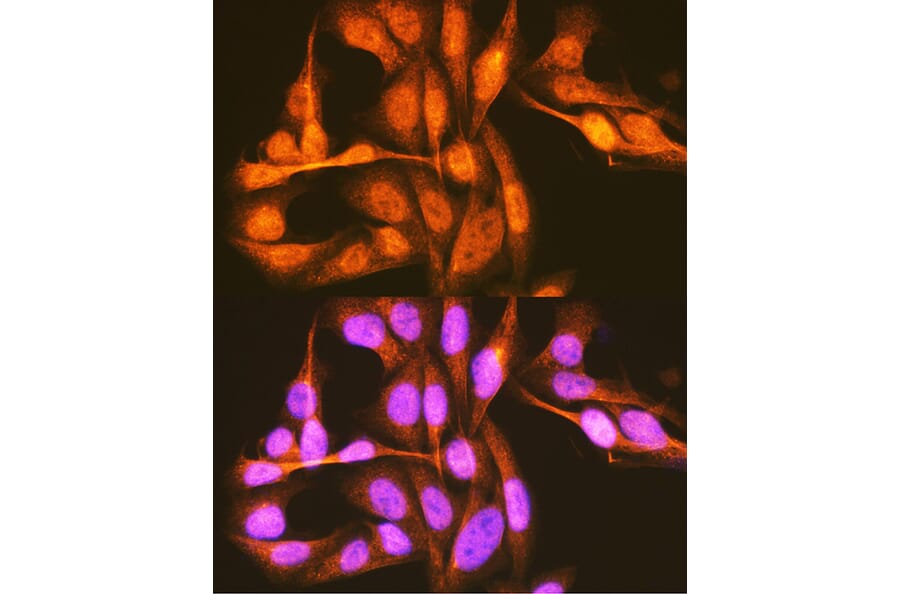 Immunofluorescence - Anti-PCBP1 Antibody (A12939) - Antibodies.com