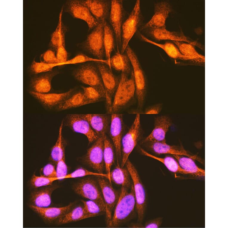 Immunofluorescence - Anti-PCBP1 Antibody (A12939) - Antibodies.com