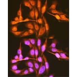 Immunofluorescence - Anti-PCBP1 Antibody (A12939) - Antibodies.com