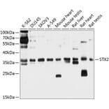 Western Blot - Anti-Syntaxin 2/STX2 Antibody (A12941) - Antibodies.com