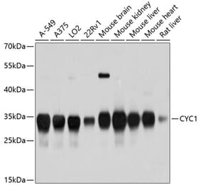Western Blot - Anti-CYC1 Antibody (A12943) - Antibodies.com