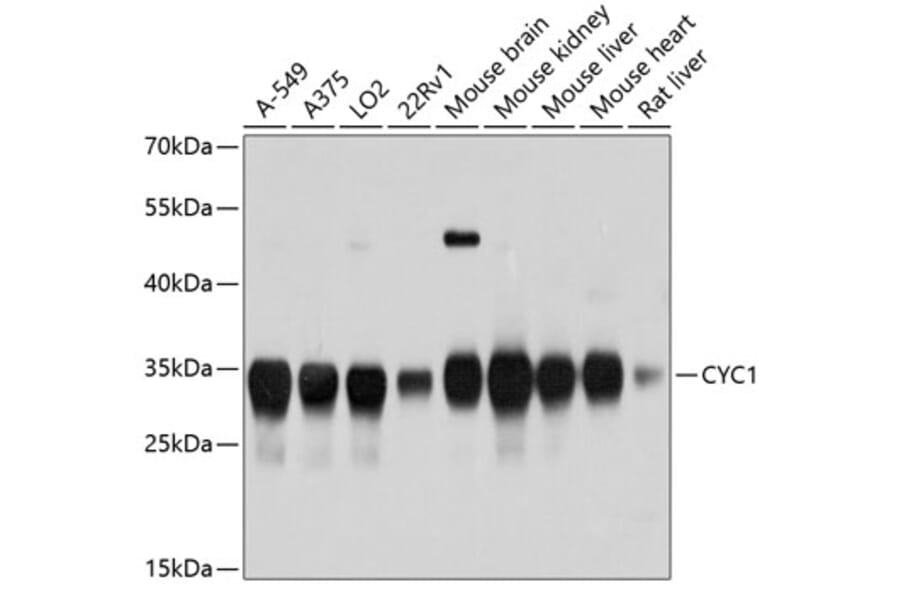 Western Blot - Anti-CYC1 Antibody (A12943) - Antibodies.com