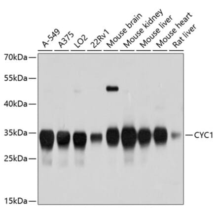 Western Blot - Anti-CYC1 Antibody (A12943) - Antibodies.com