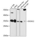 Western Blot - Anti-RRP4 Antibody (A12944) - Antibodies.com