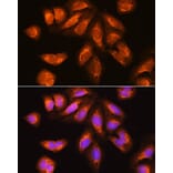 Immunofluorescence - Anti-RRP4 Antibody (A12944) - Antibodies.com