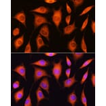 Immunofluorescence - Anti-RRP4 Antibody (A12944) - Antibodies.com