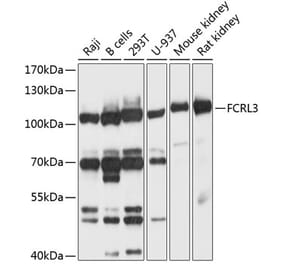 Western Blot - Anti-FCRL3 Antibody (A12945) - Antibodies.com