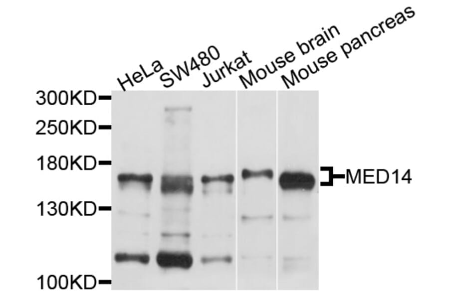 Western Blot - Anti-MED14 Antibody (A10455) - Antibodies.com