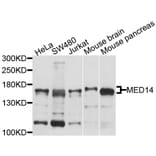 Western Blot - Anti-MED14 Antibody (A10455) - Antibodies.com