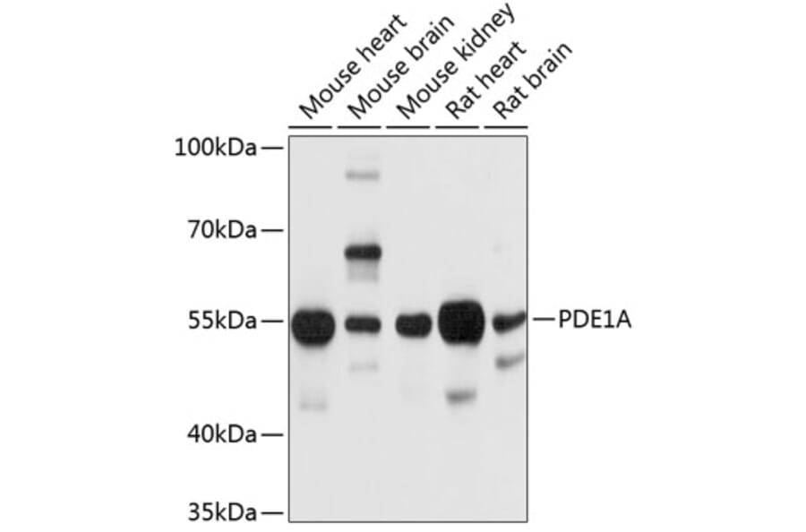 Western Blot - Anti-PDE1A Antibody (A12947) - Antibodies.com
