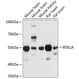 Western Blot - Anti-PDE1A Antibody (A12947) - Antibodies.com