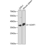 Western Blot - Anti-U2AF35 / U2AF1 Antibody (A12949) - Antibodies.com