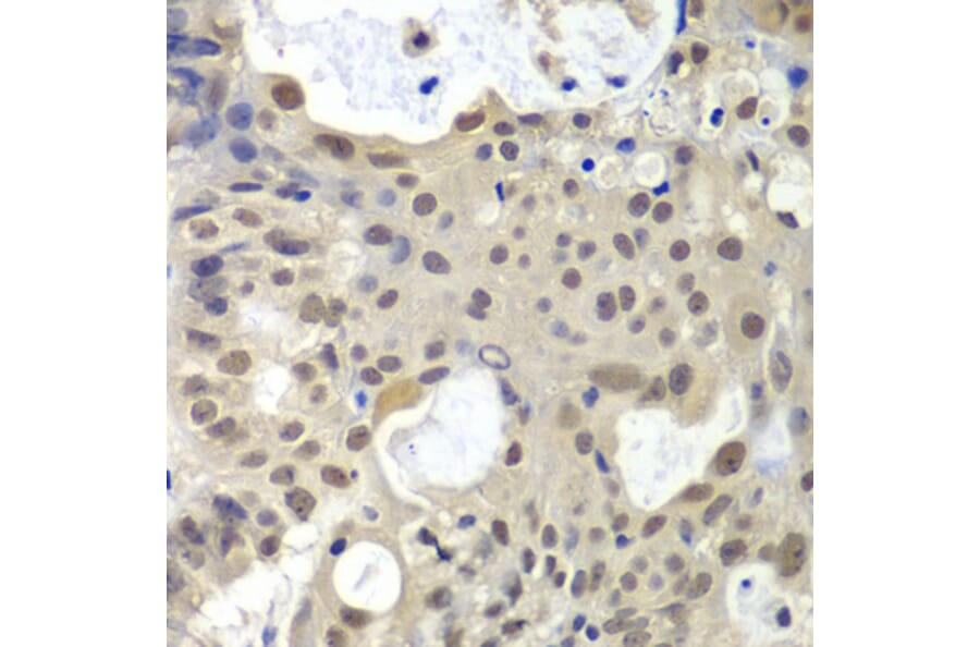 Immunohistochemistry - Anti-U2AF35 / U2AF1 Antibody (A12949) - Antibodies.com