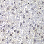 Immunohistochemistry - Anti-U2AF35 / U2AF1 Antibody (A12949) - Antibodies.com
