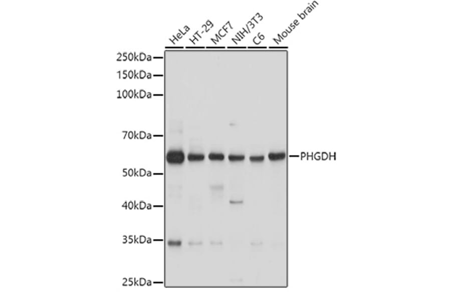 Western Blot - Anti-PHGDH/Malate dehydrogenase Antibody (A12950) - Antibodies.com