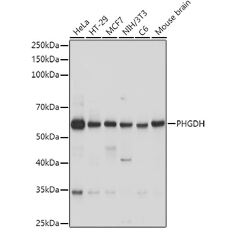 Western Blot - Anti-PHGDH/Malate dehydrogenase Antibody (A12950) - Antibodies.com