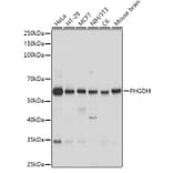 Western Blot - Anti-PHGDH/Malate dehydrogenase Antibody (A12950) - Antibodies.com