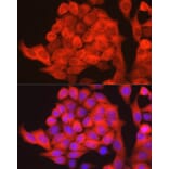 Immunofluorescence - Anti-PHGDH/Malate dehydrogenase Antibody (A12950) - Antibodies.com
