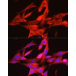 Immunofluorescence - Anti-PHGDH/Malate dehydrogenase Antibody (A12950) - Antibodies.com