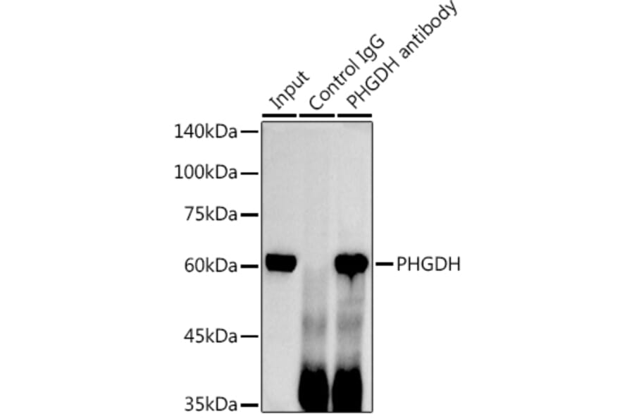Western Blot - Anti-PHGDH/Malate dehydrogenase Antibody (A12950) - Antibodies.com