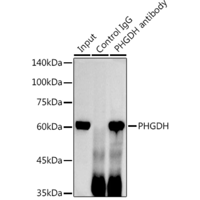 Western Blot - Anti-PHGDH/Malate dehydrogenase Antibody (A12950) - Antibodies.com