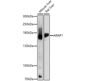 Western Blot - Anti-ARAP1 Antibody (A12951) - Antibodies.com