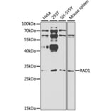 Western Blot - Anti-RAD1 Antibody (A1047) - Antibodies.com