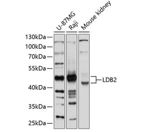 Western Blot - Anti-LDB2 Antibody (A12953) - Antibodies.com