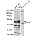 Western Blot - Anti-LDB2 Antibody (A12953) - Antibodies.com