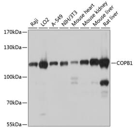 Western Blot - Anti-beta COP Antibody (A12957) - Antibodies.com