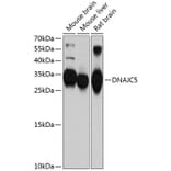 Western Blot - Anti-CSP Antibody (A12959) - Antibodies.com