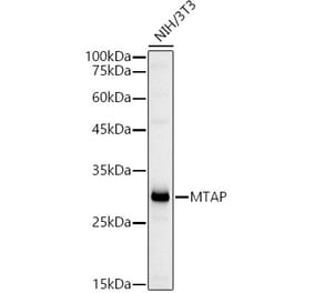 Western Blot - Anti-MTAP Antibody (A12960) - Antibodies.com