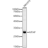 Western Blot - Anti-MTAP Antibody (A12960) - Antibodies.com